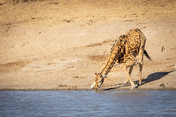 Adult male giraffe with lots of ox peckers on its back bending down drinking water at the edge of river in Kruger Park South Africa