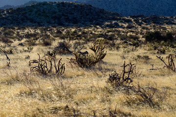 Chollas in Anza-Borrego National State Park