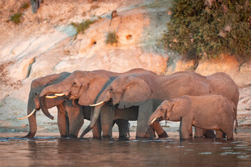 Naklejka na ściany i meble Elephant herd standing in water drinking with rocky river bank in the background in Chobe River Botswana