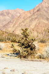 Chollas in Anza-Borrego National State Park
