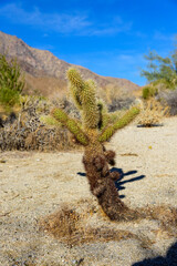 Close up image of Chollas in Anza-Borrego National State Park.