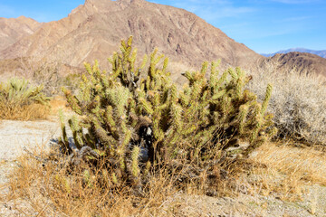 Anza-Borrego National State Park landscape with Chollas.