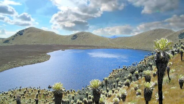 Espeletia, commonly known as 'frailejones', is a genus of perennial subshrubs, in the sunflower family native mainly to Colombia, Venezuela and Ecuador.  This photo is in voladero lake in Carchi. 