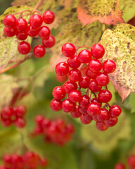 Ripe viburnum berries on a branch close - up view