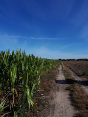 Corn field by a country road - Poland, Parkowo 