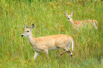 Mom and fawn walking in the grass.