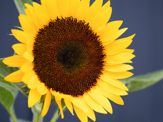 Obraz premium ヒマワリの花