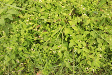 Small tiny weeds leaves are growing fastly in the local village