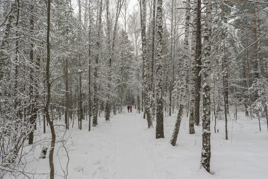 A couple of people are walking along a path in the winter forest. Birches and pines. White snow. Winter season concept.