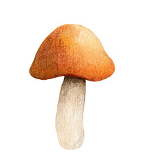 One brown cap boletus isolated on white background. Autumn forest mushroom clipart. Watercolor hand-drawn illustration. Perfect for your project, recipe, menu, cards, prints, covers or patterns.