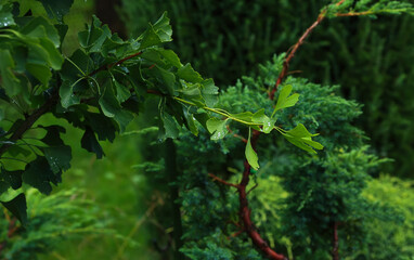 Raindrops close-up on young leaves of Ginkgo Biloba. Abstract nature background, Soft focus