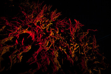 Fototapeta na wymiar Red and orange lighting on roots of a fallen oak tree at night.