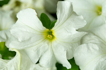 texture of summer garden flowers