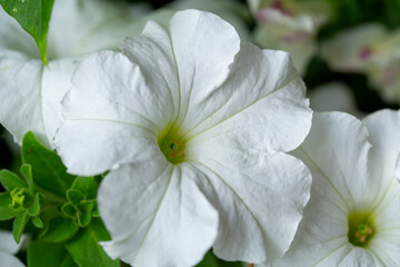 texture of summer garden flowers