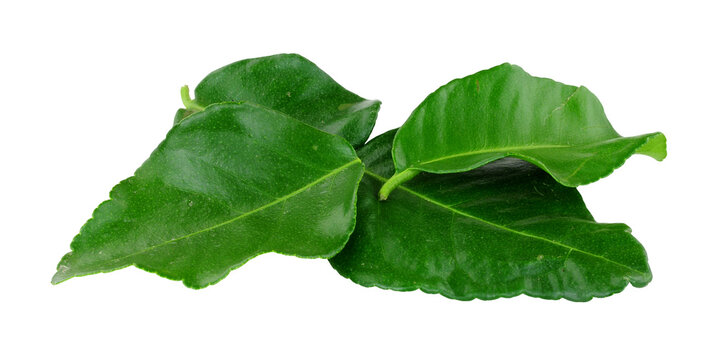 Fresh kaffir lime leaves used to add a lemon and citrusy flavour to Thai and Asian food isolated on a white background