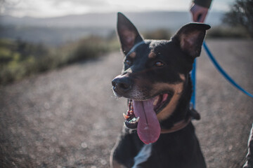 German Shepard looking off camera