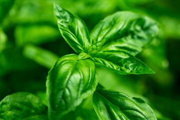 green Basil close-up in the garden