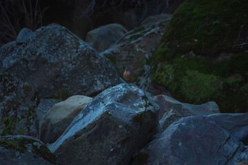 Fototapeta premium Robin on a rock