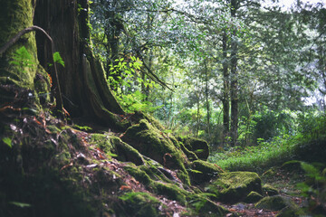 大木　大樹　森林　神秘的　ヒーリング　木々　木漏れ日　林　森　檜　杉