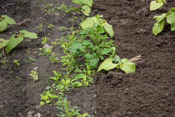 Photo before and after plowing the city with a hoe and removing all weeds. Grooming with beans and...