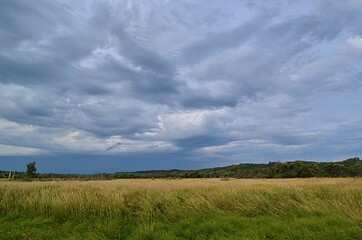 Obraz premium green grass and blue sky, sky, landscape, field, grass, nature,