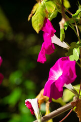 満開のアサガオ