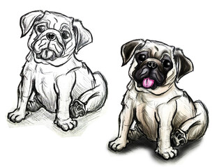 Pug Dog Sketch and Color