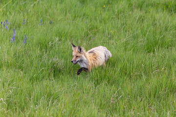 Fox loosing his winter fur coat