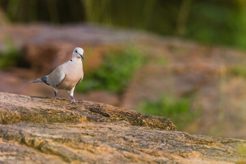 Eurasian collared dove