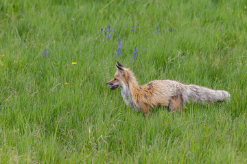 Fox loosing his winter fur coat