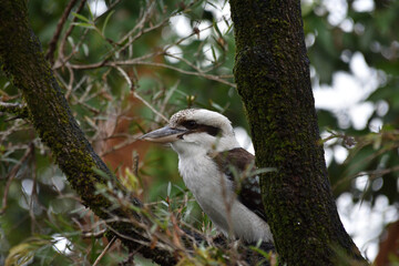 Kookaburra perched on bottle brush tree