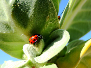 A red ladybug rests on a green plant in desert. A ladybug is one small beetles, known as Coccinellidae.