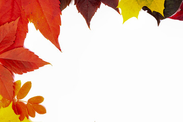 Frame from many autumn colorful leaves, texture background
