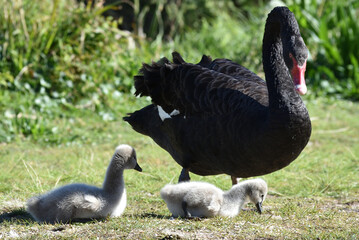 black swan with her baby