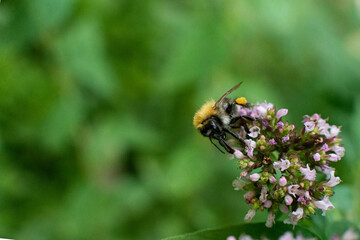The bee collects pollen for honey from the Oregano plant.