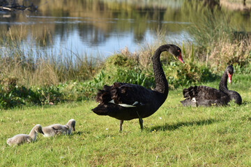 black swan with her cygnets 