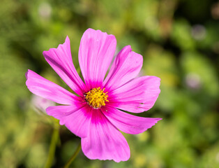 Beautiful Autumn Flowers in a Park