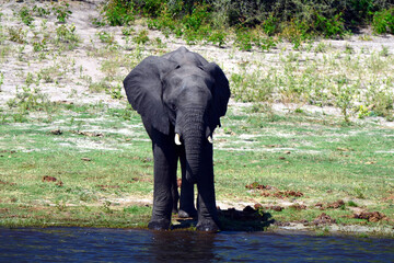 Elephants are cgrossing the Chobe River in Botswana (Nature Park)