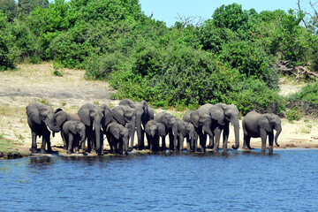 Elephants are cgrossing the Chobe River in Botswana (Nature Park)