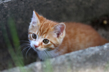 Obraz premium 側溝の小猫