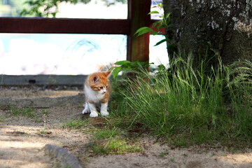 草むらを見る子猫