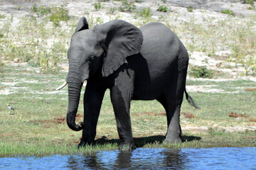 Elephants are cgrossing the Chobe River in Botswana (Nature Park)