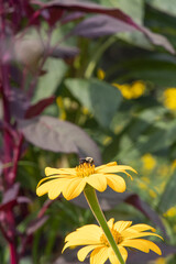 Beautiful Autumn Flowers in a Park