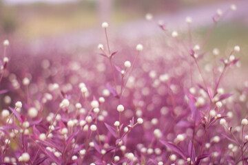 Purple abstract bokeh background from nature garden. blurred background