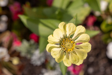 Beautiful Autumn Flowers in a Park