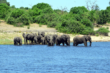 Naklejka na ściany i meble Elephants are cgrossing the Chobe River in Botswana (Nature Park)