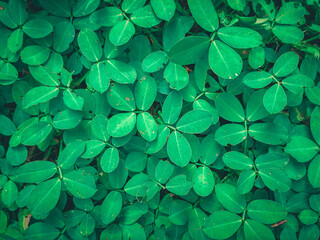 Creative background, leaves background, green leaves pattern, texture