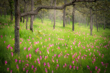 Obraz premium Siam tulip field (Dok Krachiew flower field) at Sai Thong National Park at Chaiyaphum in Thailand.