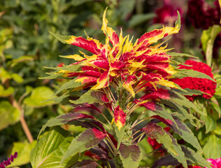 Beautiful Autumn Flowers in a Park