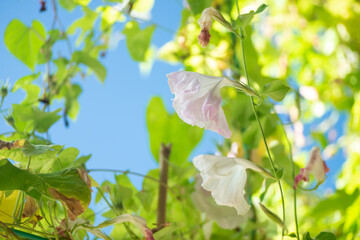 満開のアサガオ